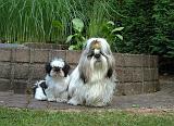 SHIH TZU 362